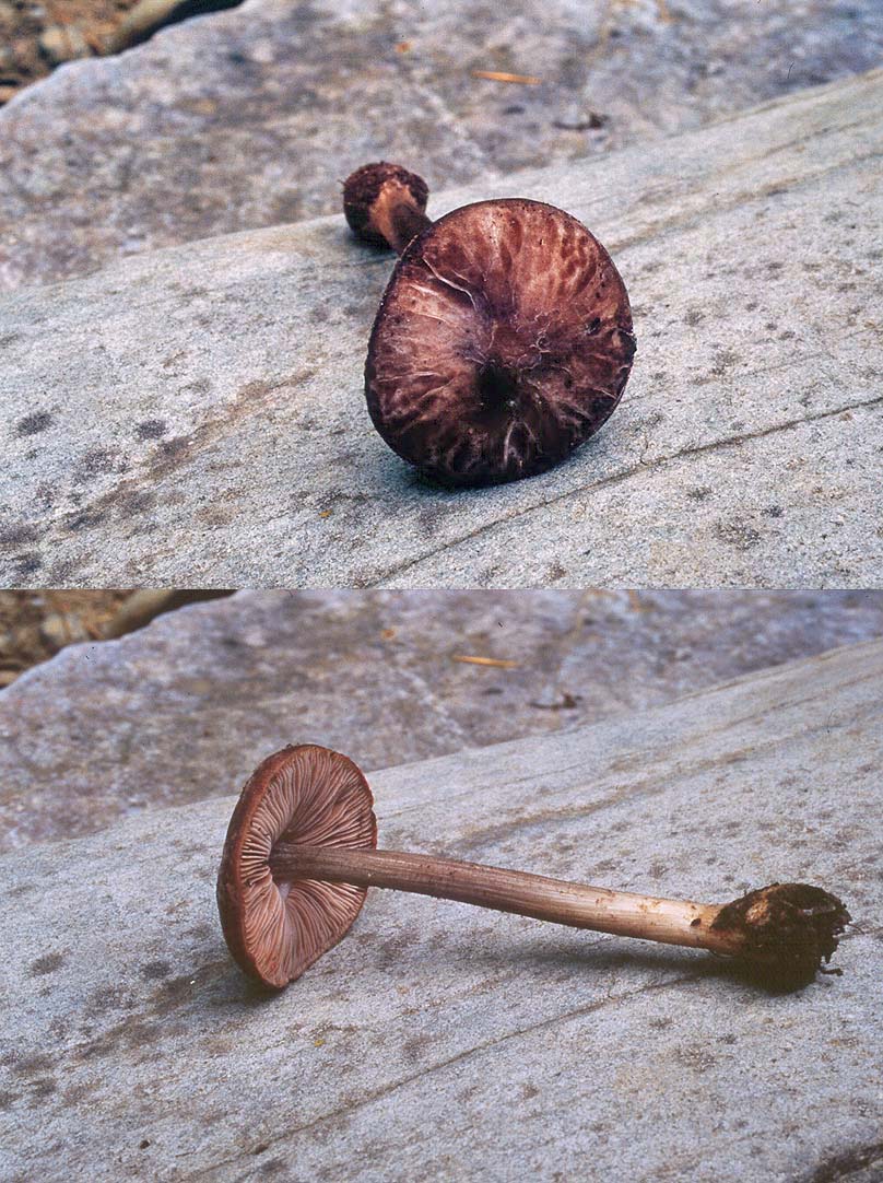 Pluteus thomsonii views